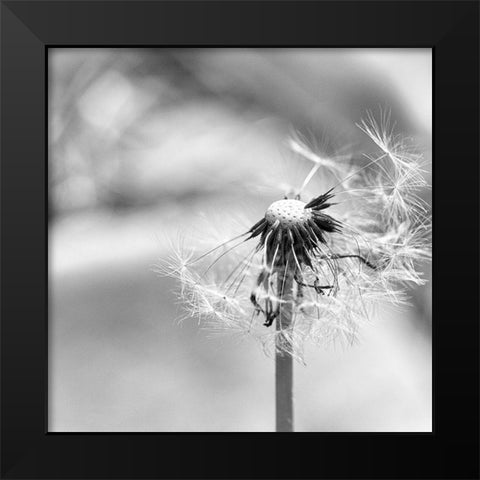 Blown  Away Black Modern Wood Framed Art Print by Manelis, Jessica