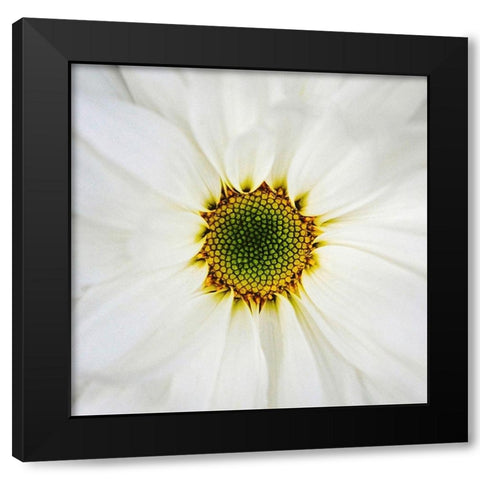 Center  of Attention Black Modern Wood Framed Art Print with Double Matting by Manelis, Jessica