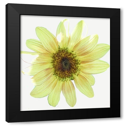 Coming  Up Daisy Black Modern Wood Framed Art Print by Manelis, Jessica