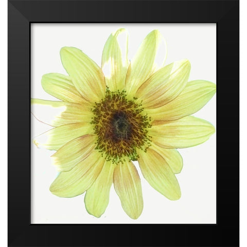 Coming  Up Daisy Black Modern Wood Framed Art Print by Manelis, Jessica