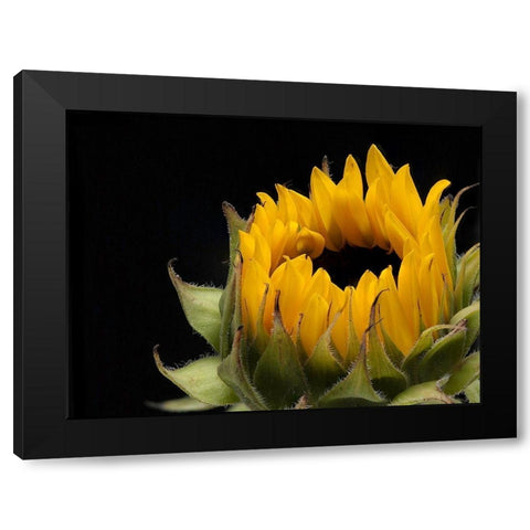 Glow  of Content Black Modern Wood Framed Art Print with Double Matting by Manelis, Jessica