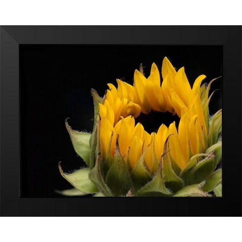 Glow  of Content Black Modern Wood Framed Art Print by Manelis, Jessica