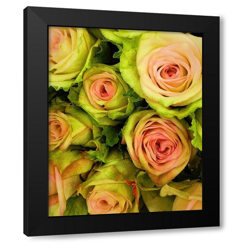Green  And Pink Rose Bouquet Black Modern Wood Framed Art Print by Manelis, Jessica
