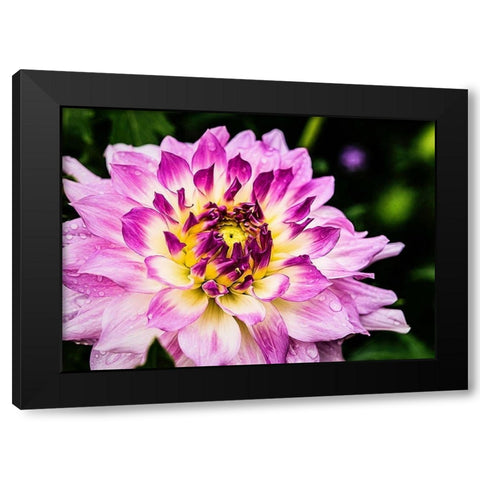 In  Full Regalia Black Modern Wood Framed Art Print by Manelis, Jessica