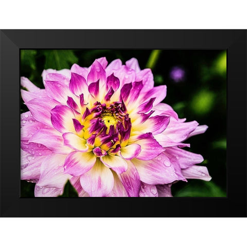 In  Full Regalia Black Modern Wood Framed Art Print by Manelis, Jessica