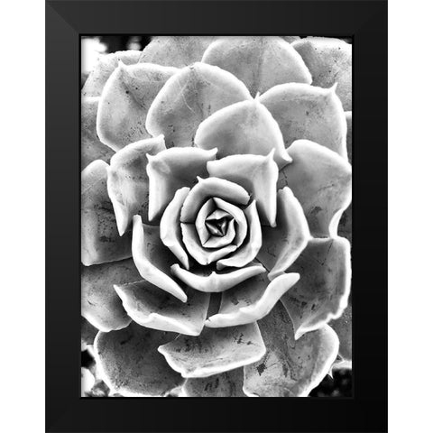 Peace  Love And Succulent black and white Black Modern Wood Framed Art Print by Manelis, Jessica