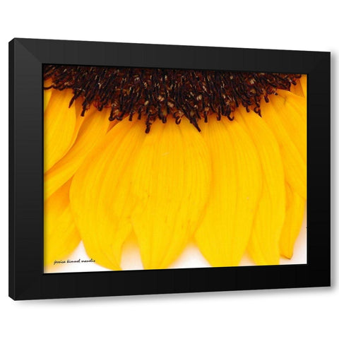 Sunflower  Closeup Black Modern Wood Framed Art Print with Double Matting by Manelis, Jessica