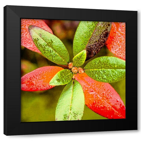 Tis  the Season Black Modern Wood Framed Art Print with Double Matting by Manelis, Jessica