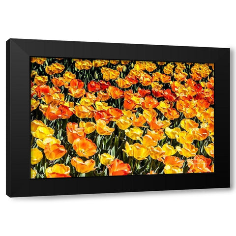 Tulip  Wave Black Modern Wood Framed Art Print by Manelis, Jessica