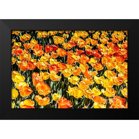 Tulip  Wave Black Modern Wood Framed Art Print by Manelis, Jessica