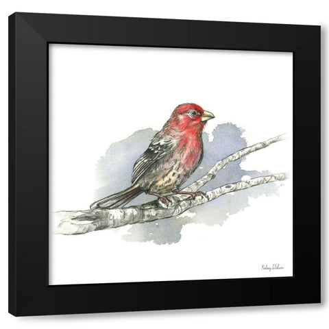 Birds And Branches IV-House Finch Black Modern Wood Framed Art Print with Double Matting by Wilson, Kelsey