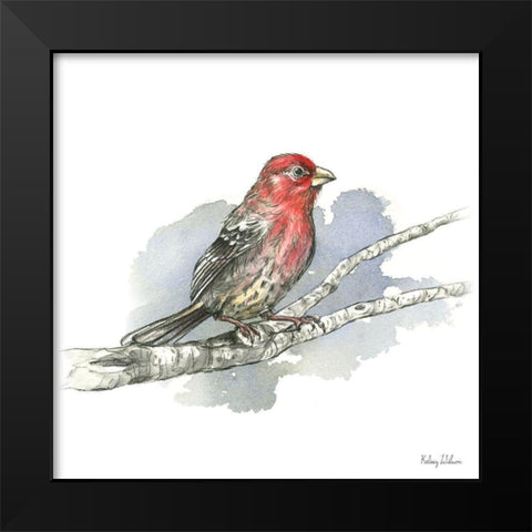 Birds And Branches IV-House Finch Black Modern Wood Framed Art Print by Wilson, Kelsey