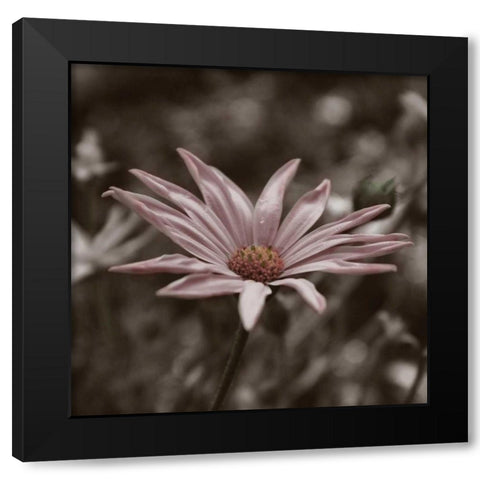 Hint of Spring IV Black Modern Wood Framed Art Print with Double Matting by Romita, Denise