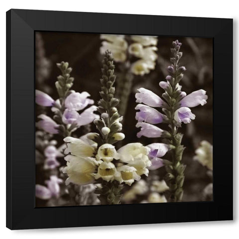 Hint of Spring V Black Modern Wood Framed Art Print with Double Matting by Romita, Denise