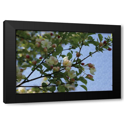 Blossom Branch Black Modern Wood Framed Art Print with Double Matting by Romita, Denise