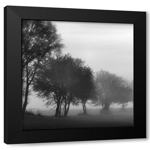 Fog Through the Trees I Black Modern Wood Framed Art Print by Romita, Denise