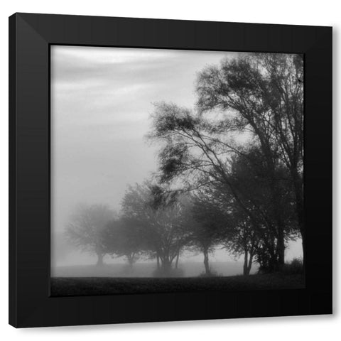 Fog Through the Trees II Black Modern Wood Framed Art Print by Romita, Denise