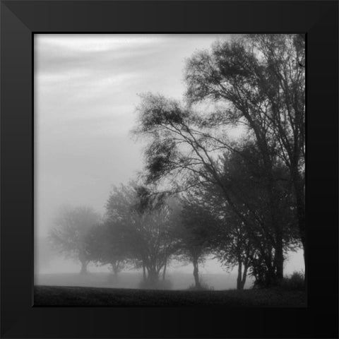 Fog Through the Trees II Black Modern Wood Framed Art Print by Romita, Denise