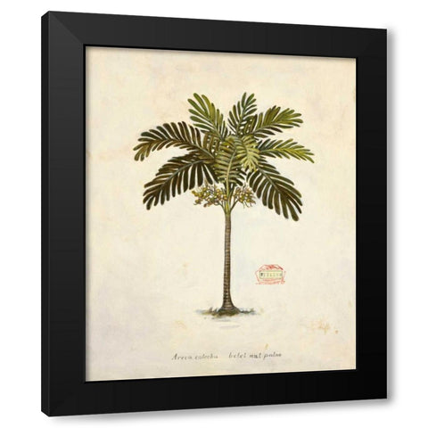 Nut Palm Illustration  Black Modern Wood Framed Art Print by Fisk, Arnie