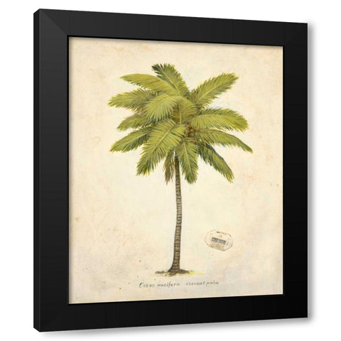 Coconut Palm Illustration  Black Modern Wood Framed Art Print with Double Matting by Fisk, Arnie