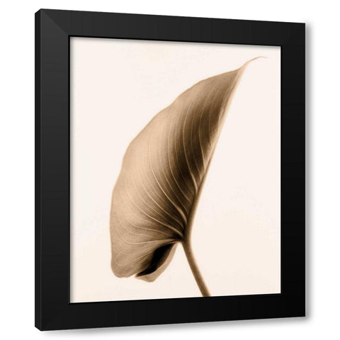 Alocasia 1 Black Modern Wood Framed Art Print by Greenwood, Julie