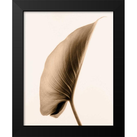 Alocasia 1 Black Modern Wood Framed Art Print by Greenwood, Julie