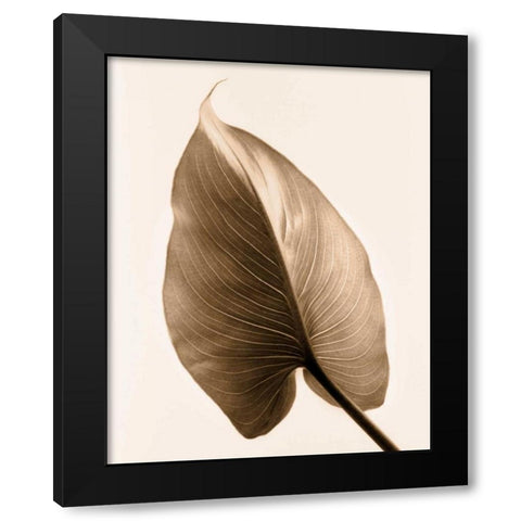 Alocasia 2 Black Modern Wood Framed Art Print by Greenwood, Julie