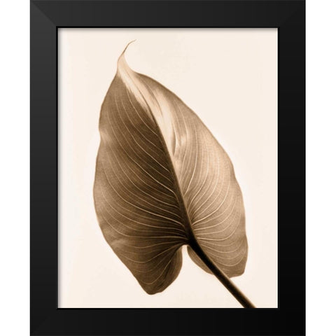 Alocasia 2 Black Modern Wood Framed Art Print by Greenwood, Julie