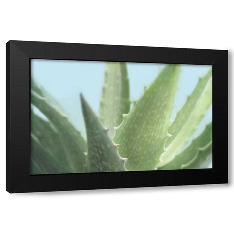 Soft Focus Succulent 1 Black Modern Wood Framed Art Print by Greenwood, Julie