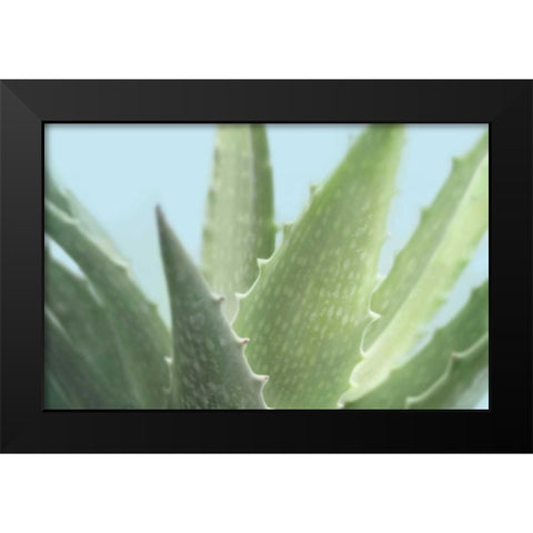 Soft Focus Succulent 1 Black Modern Wood Framed Art Print by Greenwood, Julie