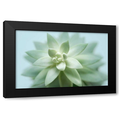 Soft Focus Succulent 2 Black Modern Wood Framed Art Print with Double Matting by Greenwood, Julie