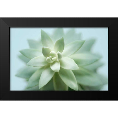 Soft Focus Succulent 2 Black Modern Wood Framed Art Print by Greenwood, Julie
