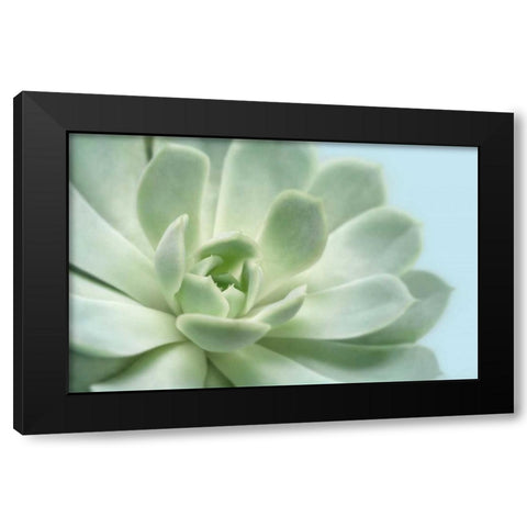 Soft Focus Succulent 3 Black Modern Wood Framed Art Print by Greenwood, Julie