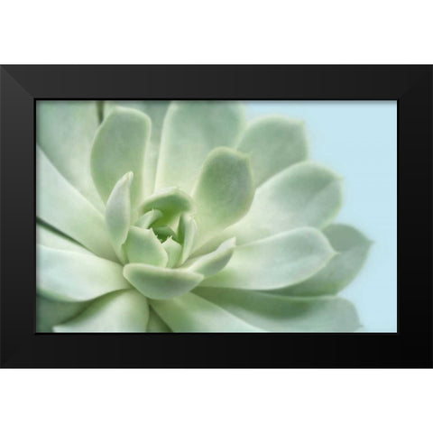 Soft Focus Succulent 3 Black Modern Wood Framed Art Print by Greenwood, Julie