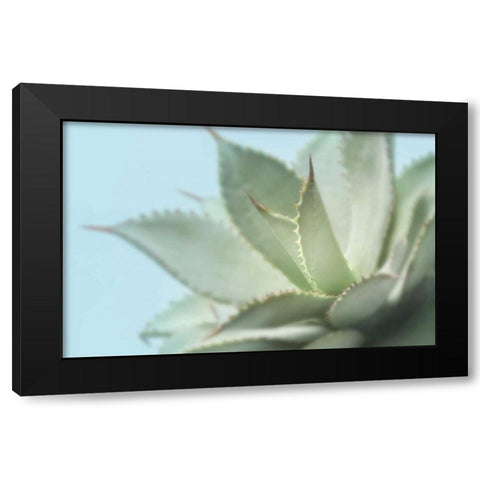 Soft Focus Succulent 4 Black Modern Wood Framed Art Print with Double Matting by Greenwood, Julie