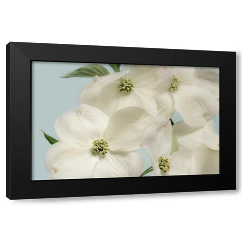 Spring Whites Black Modern Wood Framed Art Print by Greenwood, Julie