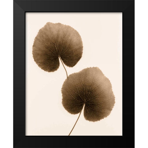 Galax Leaf Black Modern Wood Framed Art Print by Greenwood, Julie