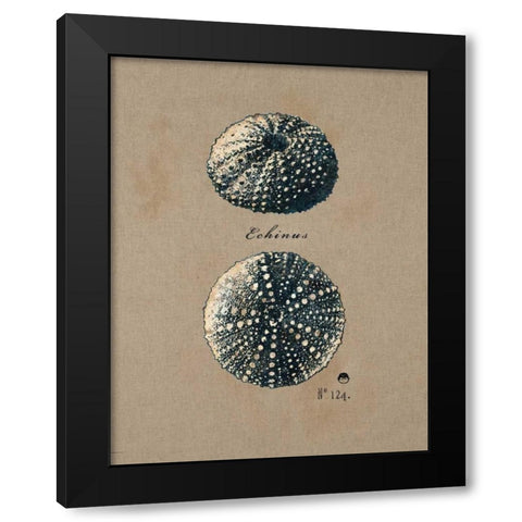 Vintage Linen Sea Urchin Black Modern Wood Framed Art Print with Double Matting by Regina Andrew Design