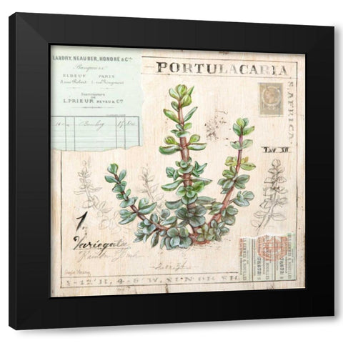 Portulacaria-Sketchbook Black Modern Wood Framed Art Print with Double Matting by Staehling, Angela