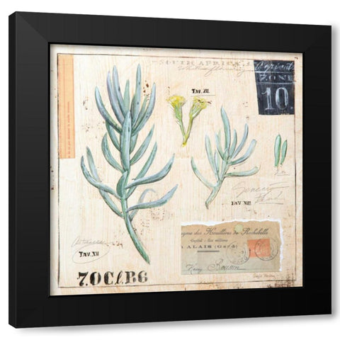 Senecio-Sketchbook Black Modern Wood Framed Art Print by Staehling, Angela