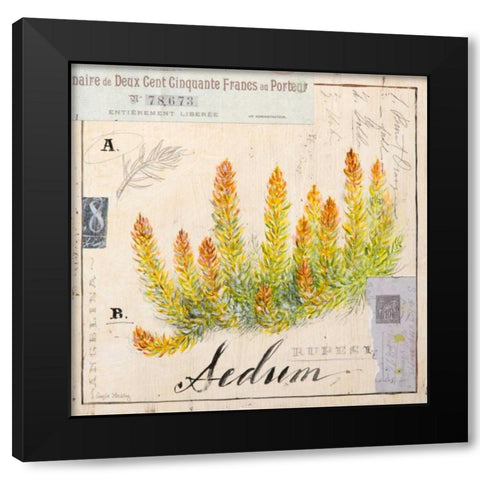 Sedium-Sketchbook Black Modern Wood Framed Art Print with Double Matting by Staehling, Angela