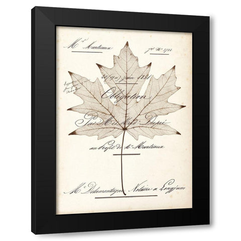Maple Document Black Modern Wood Framed Art Print by Morey, Booker
