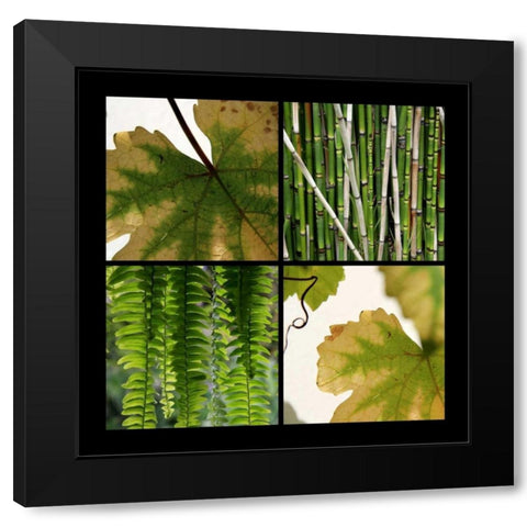 Nature Shapes Black Modern Wood Framed Art Print with Double Matting by Rauscher, Michel