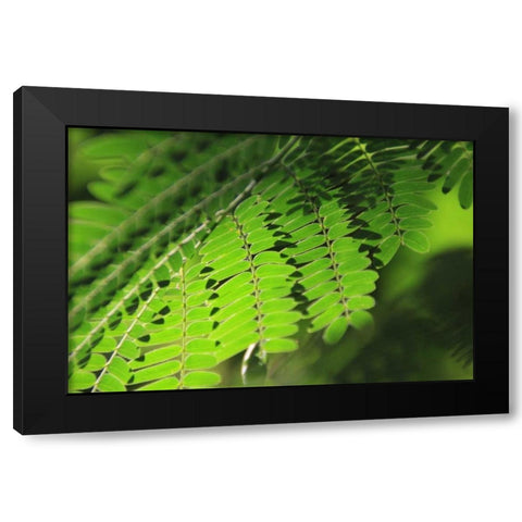 Fresh Green 1 Black Modern Wood Framed Art Print with Double Matting by Rauscher, Michel
