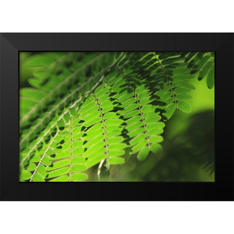 Fresh Green 1 Black Modern Wood Framed Art Print by Rauscher, Michel