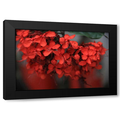 Red Autumn 1 Black Modern Wood Framed Art Print by Rauscher, Michel