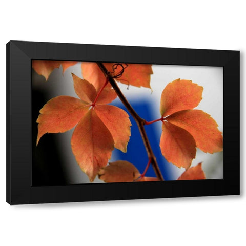 Red Autumn 2 Black Modern Wood Framed Art Print by Rauscher, Michel