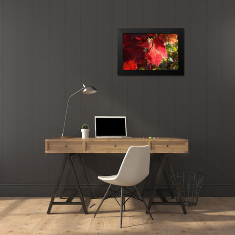 Red Autumn 4 Black Modern Wood Framed Art Print by Rauscher, Michel