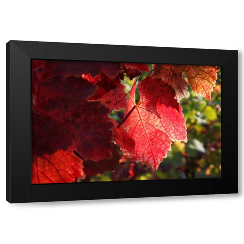 Red Autumn 4 Black Modern Wood Framed Art Print by Rauscher, Michel