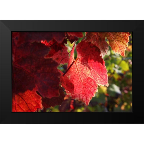 Red Autumn 4 Black Modern Wood Framed Art Print by Rauscher, Michel